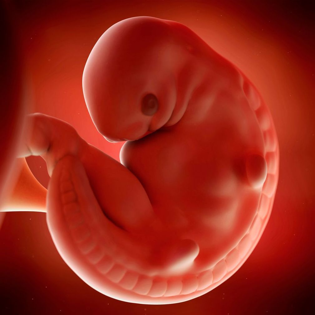 Due Date Calculator